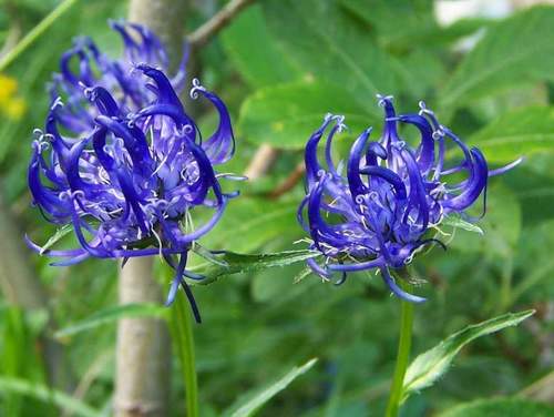 Round-headed Rampion