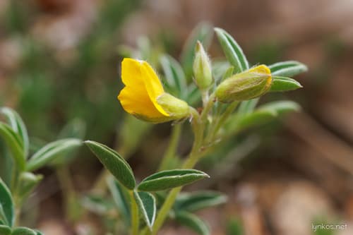 Silver Broom (Non-Bonsai Plant)