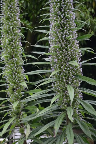 Giant Viper's-bugloss