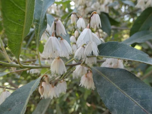 Blueberry Ash Bonsai