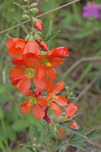 Fendler's Globemallow Bonsai