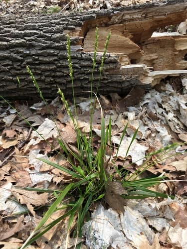 White-grained Mountain-ricegrass Bonsai