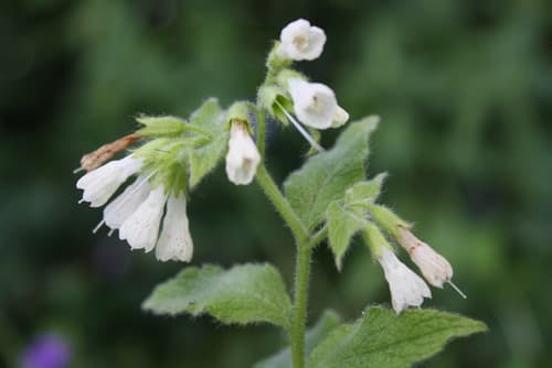 Soft Comfrey