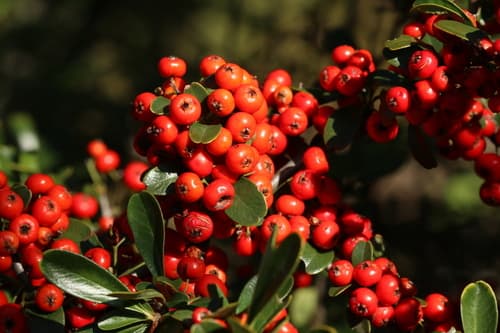 Taiwan Firethorn Bonsai