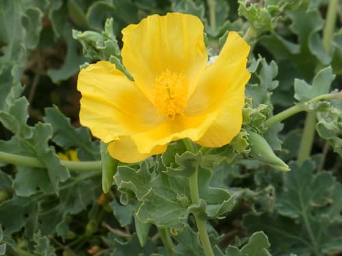 Yellow Horned Poppy