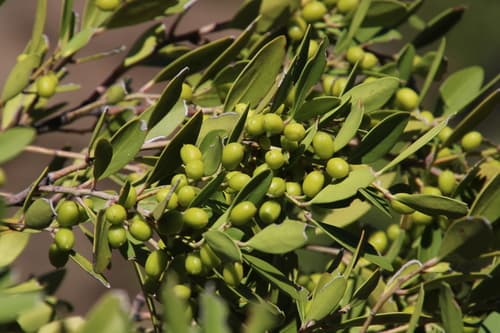 Rock Candlewood Bonsai