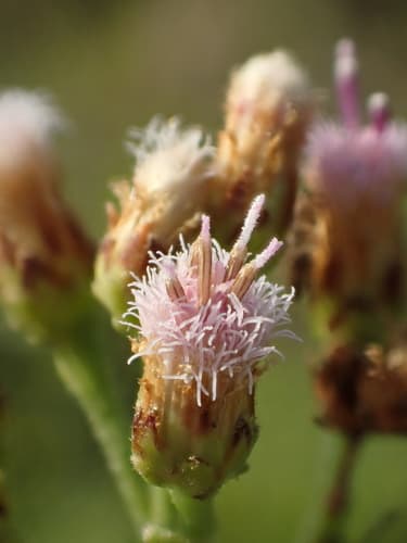Indian marsh fleabane