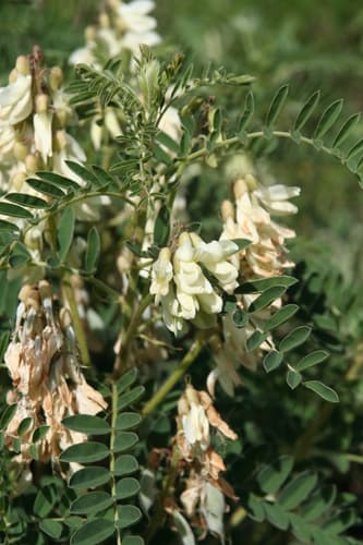 Iberian Milkvetch