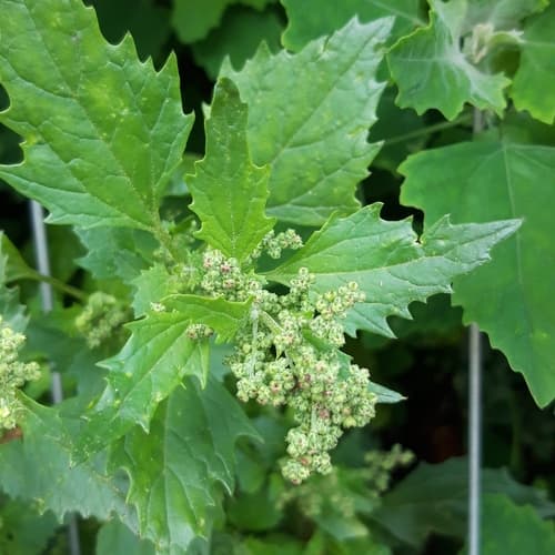 Nettle-leaved Goosefoot