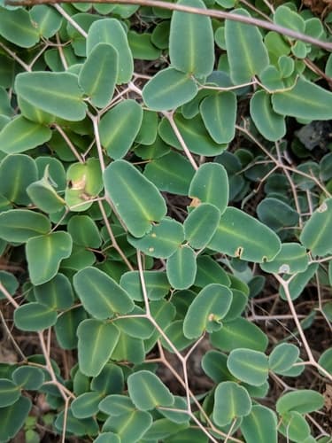 Ovate-leaf Cliffbrake