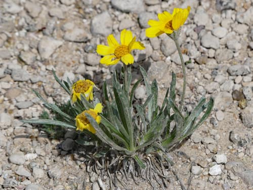 Stemless Four-nerved Daisy