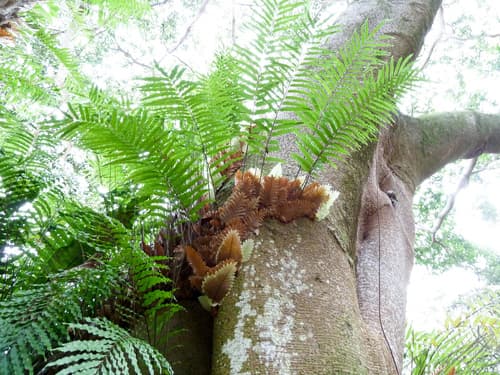 Basket Fern Bonsai