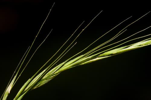 Long-awned Wood Grass