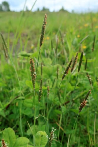 Marsh Foxtail