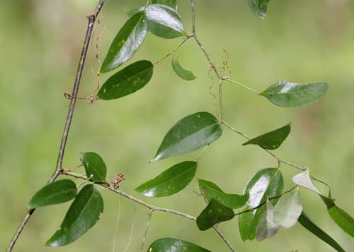 Lanceleaf Greenbrier