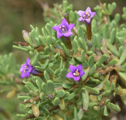 Southern Boxthorn Bonsai