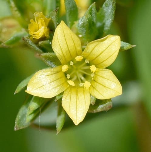 Upright Yellow-flax Bonsai
