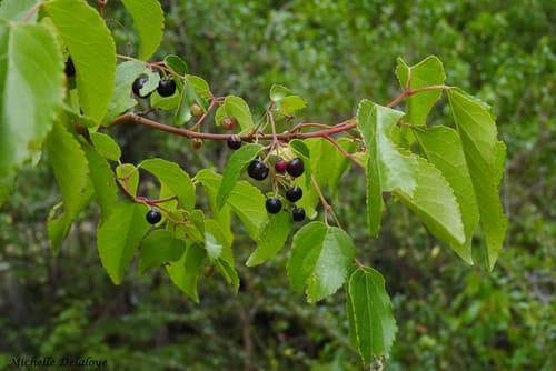 Chilean Wineberry Bonsai