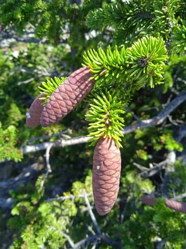 Siberian Spruce Bonsai