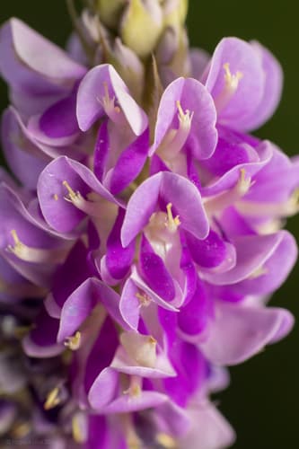 Asian Ticktrefoil Flower