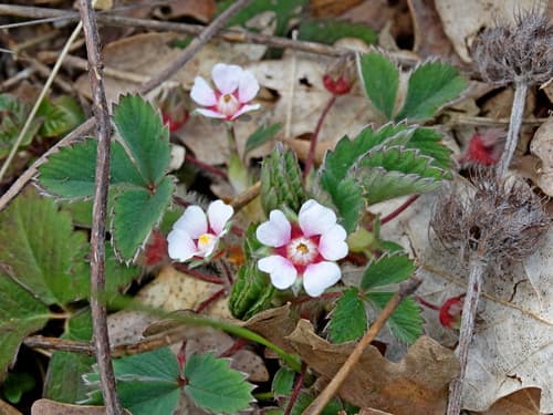 Pink Barren-strawberry