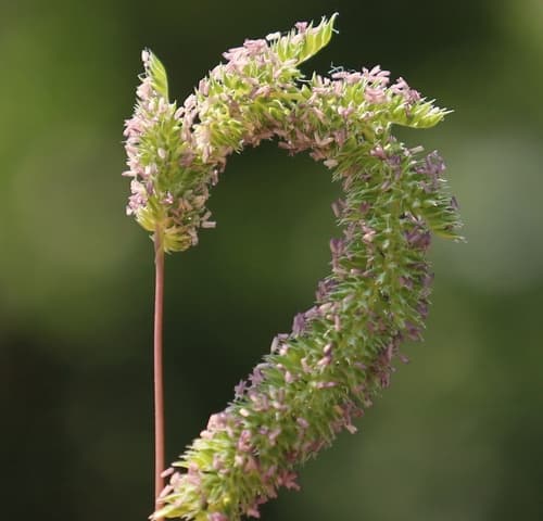 Purple-stem Cat's-tail