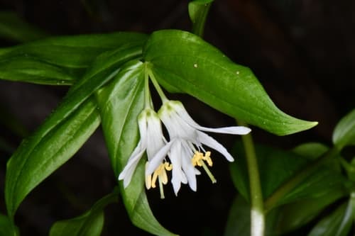 Rough-fruited Fairybells