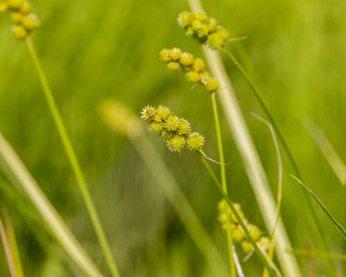 Crested Sedge Plant
