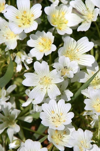 White Meadowfoam