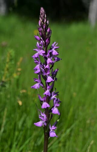 Robust Marsh-orchid