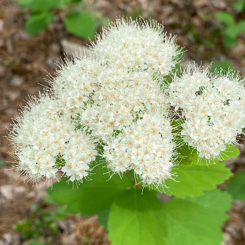Shinyleaf Meadowsweet