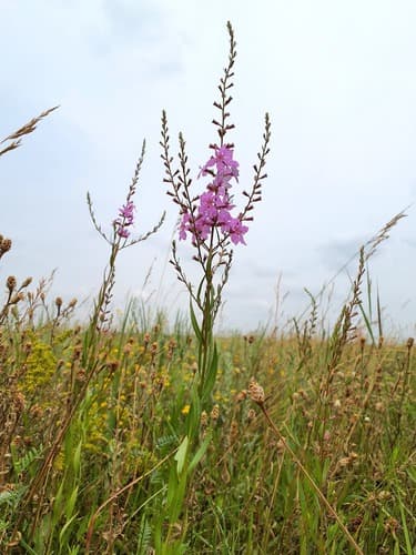 Wanded Loosestrife