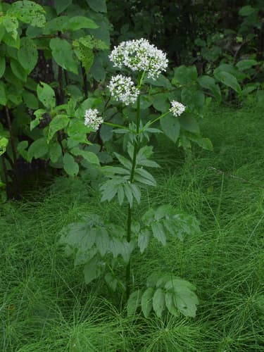 Valeriana excelsa