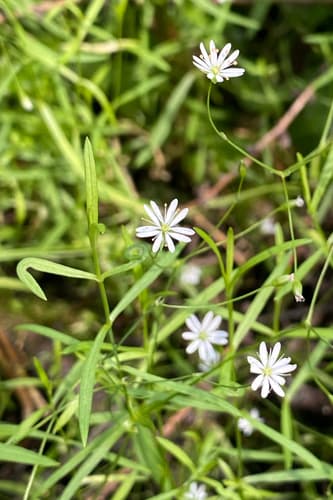 Long-leaved Starwort