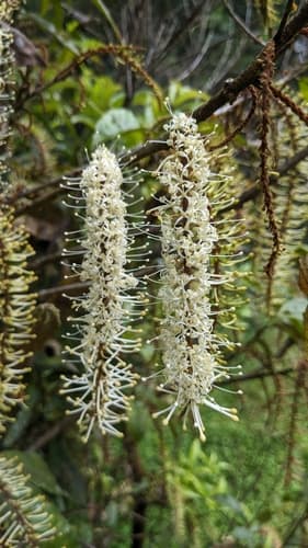 Taiwan mountain longan