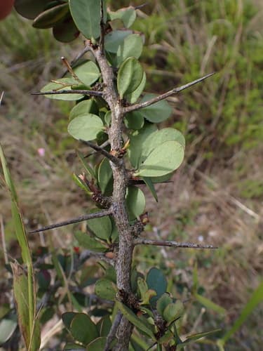 Bastard Spikethorn Bonsai