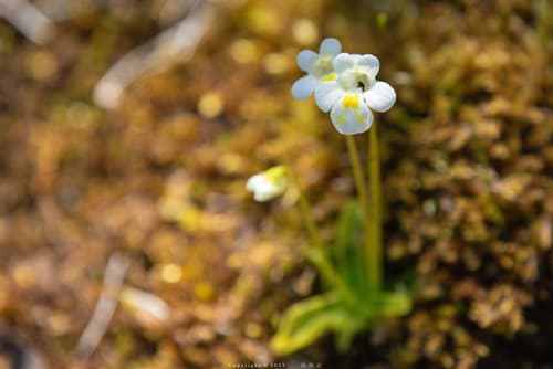 Alpine Butterwort