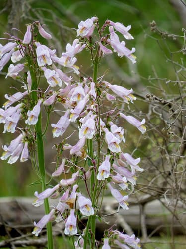 Nodding Beardtongue