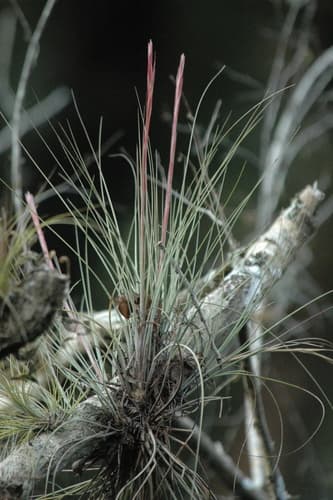 Bartram's airplant