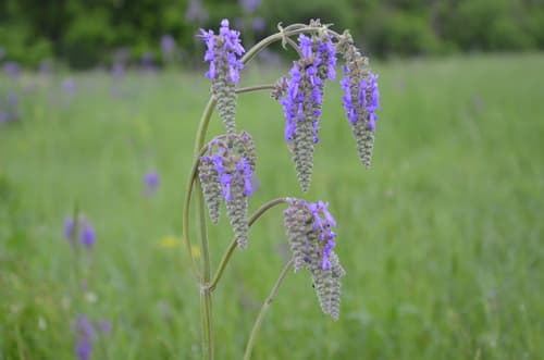 Nodding Sage