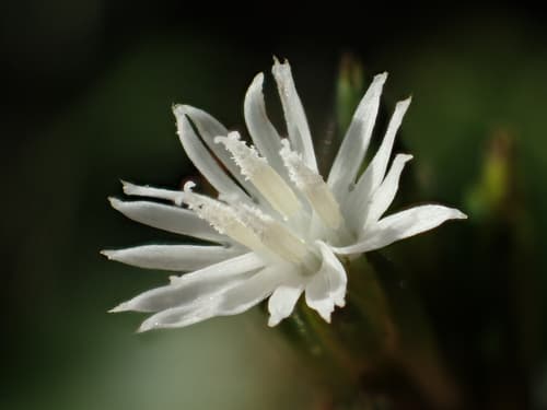 Dog's-tongue Flower (Not a Bonsai Specimen)
