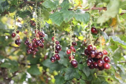 Patagonian wild currant
