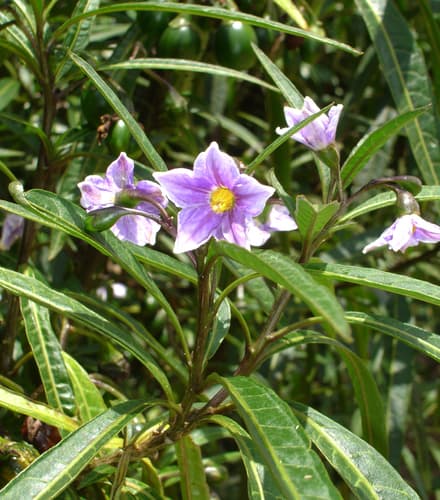 New Zealand nightshade