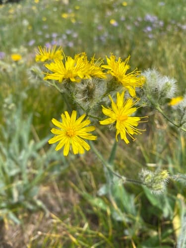 Western Hawkweed