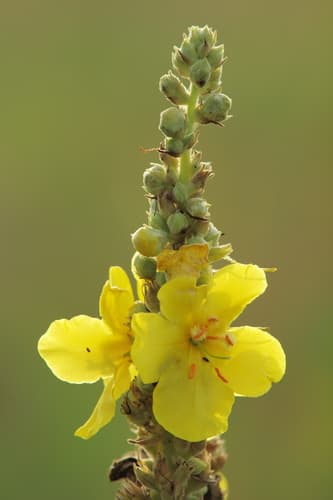 Orange Mullein
