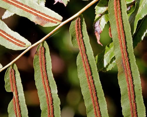 Toothed Midsorus Fern