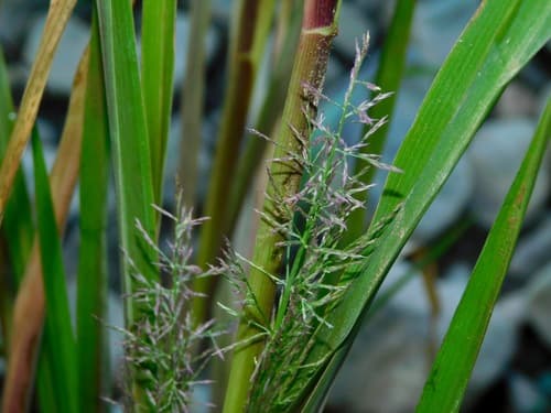 Redtop Panicgrass Bonsai