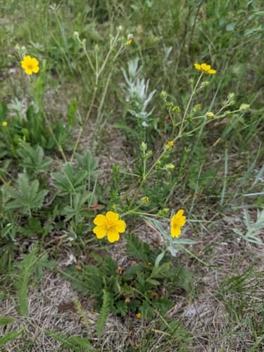 White-leaved Cinquefoil