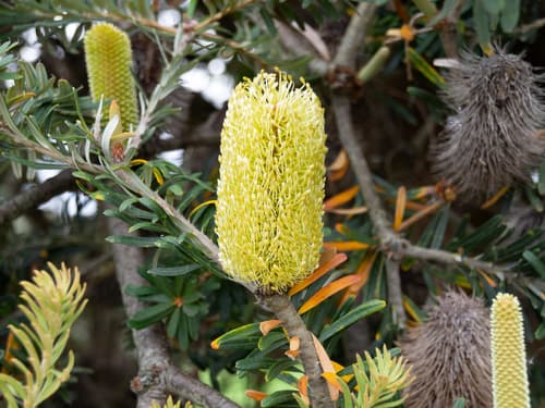 Silver Banksia