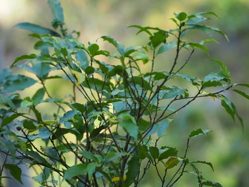 Ficus formosana Bonsai